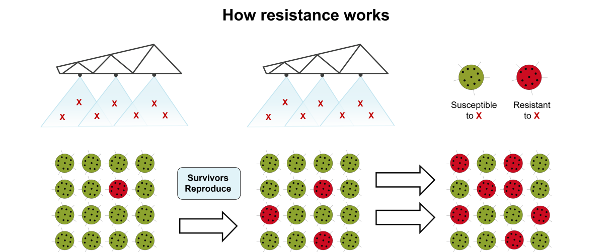 how_resistance_develops_-_potatoes