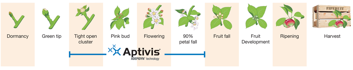 pomefruit-growth-stages-1132-x-225