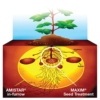 amistar_maxim_in-furrow_graphic_330_x_33