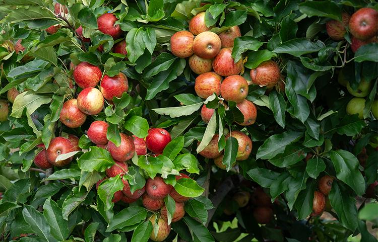 apple_crop_750_x_481