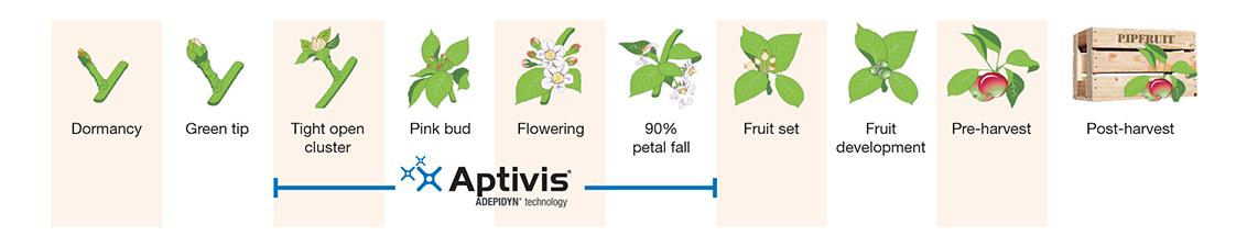2025_pipfruit-growth-stages-1132x225px V2