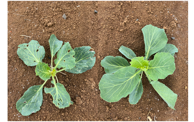 durivo_treated_vs_untreated