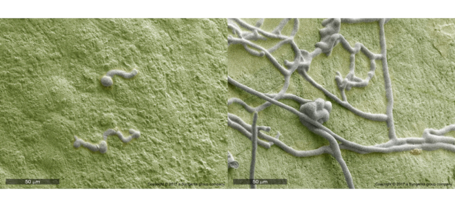 Miravis Prime botrytis treated vs untreated