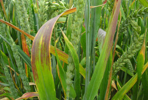 Barley yellow dwarf virus in wheat